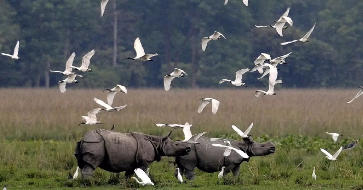 কাজিৰঙা- Kaziranga national park essay in Assamese