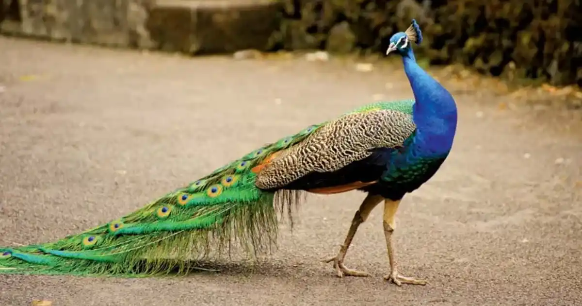 অভিশপ্তা ময়ূৰী- কাৰ্বি সাধু