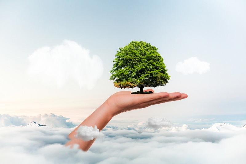 বন সংৰক্ষণ