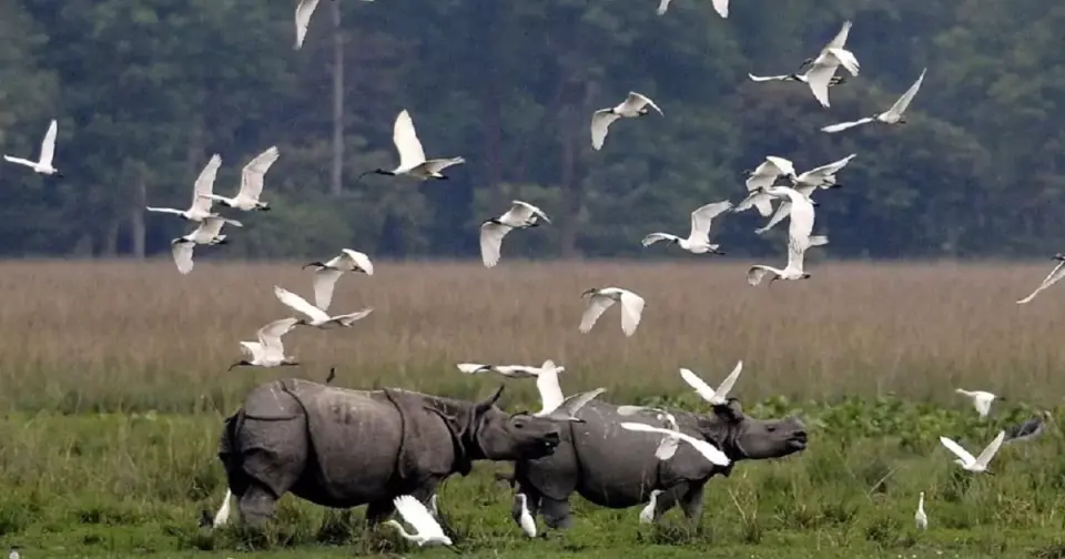 কাজিৰঙা- Kaziranga national park essay in Assamese